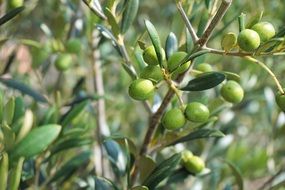 green olives on a tree close up