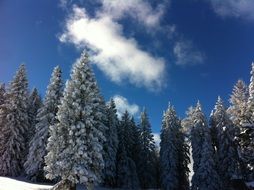 fascinating snow forest