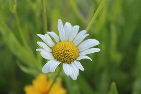 Gujeolcho Flowers