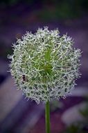 spherical inflorescence close-up