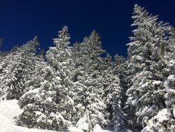 snowy fir trees on a sunny day