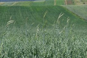 Green Corn Field panorama