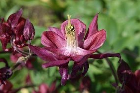 burgundy bellflower closeup