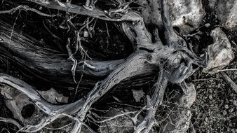 Dried Roots
