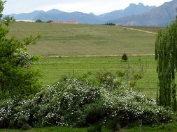 landscape of vineyard in South Africa