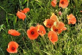 Red and yellow gradient poppies on the wild green meadow