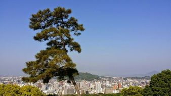 extraordinary Shikoku Japan Lonely Tree