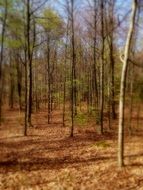 autumn forest tree nature landscape