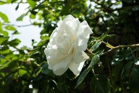 white Rose Blossom flower closeup