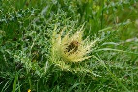 green prickly milk thistle