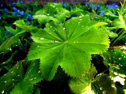 Drops of water on the plants