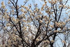 tree in white blossom against a clear sky