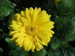 Yellow Flower in the sun close-up