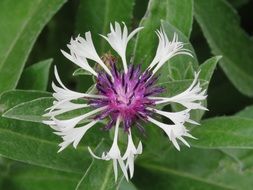 fresh purple white flower