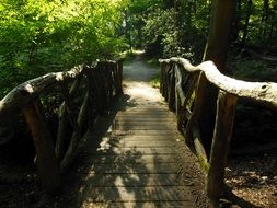 Photo of a wooden bridge in a thicket of forest