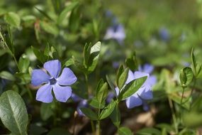 periwinkle, Vinca minor, blue flowers