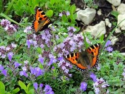 Beautiful, colorful and patterned butterflies on the beautiful, purple flowers with green leaves