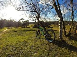 bicycle is standing near a tree in the nature of germany