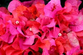 pink hawaiian flower closeup
