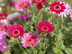 pink and crimson field gerberas
