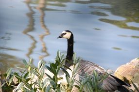 Canadian Goose Pond
