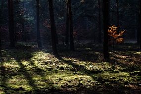 the sun's rays in the dense forest