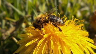 bee on a big yellow flower close up