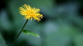 filigreed yellow daisy