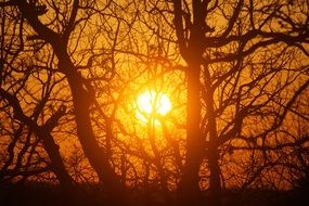 landscape of oak trees against the sunset
