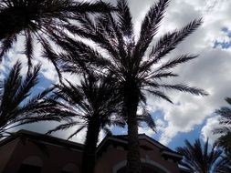 bottom view of Palm Tree tops at sky, usa, Florida