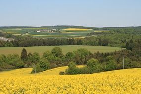 panoramic view of a rape field on a sunny day