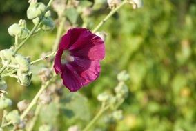 dark burgundy mallow in the garden