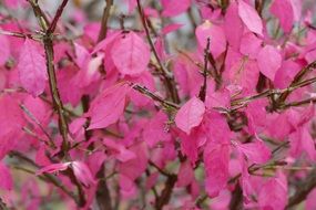 Pink Fall Leaves in bush close-up on blurred background