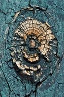 texture of weathered wood