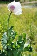 White and purple poppy