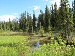 landscape of marsh in canada