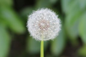 dandelion flower with blurred background