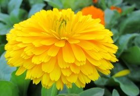 yellow flower in the garden on the flowerbed