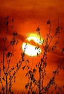 silhouettes of plant on a background of orange sun at sunset