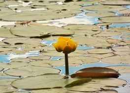 Yellow pond lily blossoms
