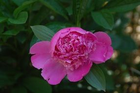 pink Peony Flower closeup