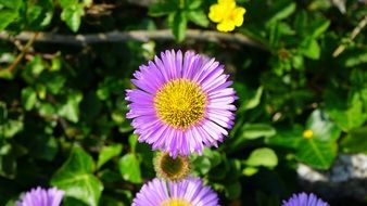 purple flower like a daisy