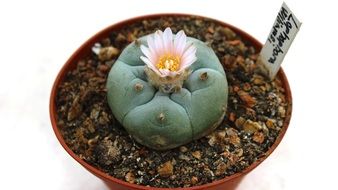sukulent cactus flower