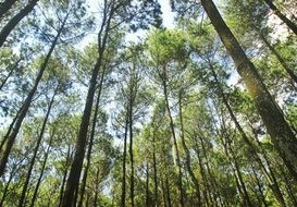 high green trees in the forest