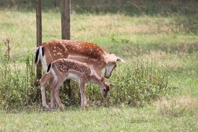 wild mother and child roe deer in nature