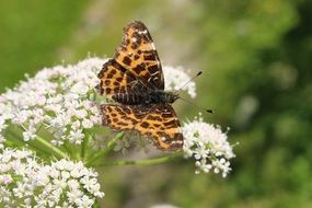 brown spotted butterfly on white inflorescences close-up