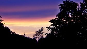 romantic striped pink-purple sunset over a dark forest with silhouettes