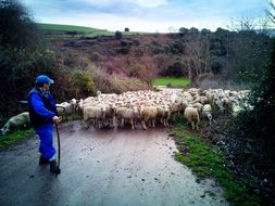 shepherd with a flock of sheep on the road