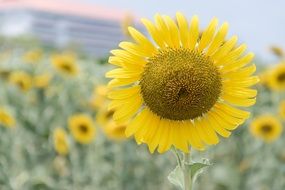 A lot of the beautiful sunflowers in nature