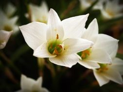 white Flower Spring blooms macro photo